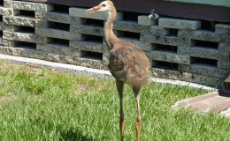 Latest Visitors to&nbsp;Yard