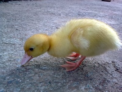 Pecking duckling ©WikiC