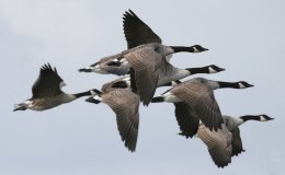 Susie And The Water-skiing&nbsp;Contest