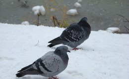 Bible Birds – Dove and Pigeon&nbsp;Distribution