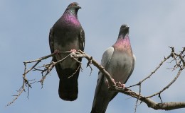 The Long Christmas&nbsp;Journey