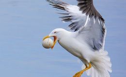 Shelly and the Sand&nbsp;Castle