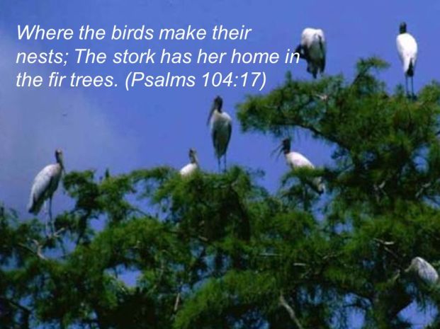 Psalm104.17-SlidePlayer.com-storks