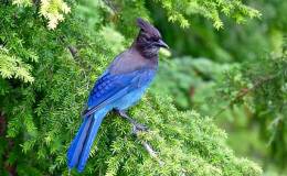 Woods, Water, and Winged&nbsp;Wonders