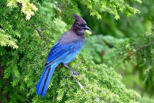 StellersJay-evergreen.iStock-Getty