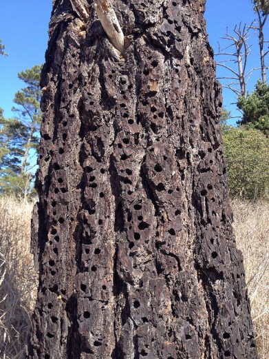PIC-Pici Acorn Woodpecker Granary Tree holes ©Flickr Ornitholoco