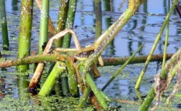 Bible Birds – Holding On With My&nbsp;Feet