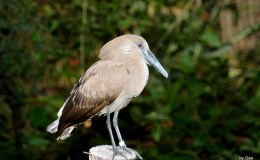 The Hamerkop Has It’s Own&nbsp;Family