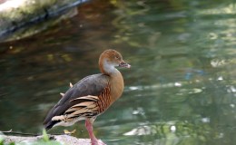 Plumed (Grass) Whistling Ducks –&nbsp;Video
