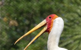 Bible Birds – Storks at Zoo&nbsp;Tampa