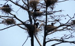 Nesting Time With Snoopy’s&nbsp;Help