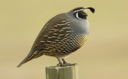 Bible Birds – Quail&nbsp;Introduction