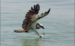 Bible Birds – Osprey&nbsp;Introduction