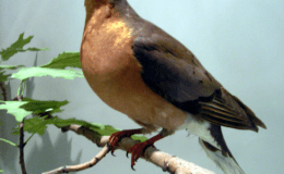 Evolutionary Scientist Find A Surprise! – Creation&nbsp;Moments