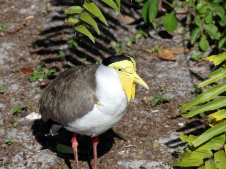 CHA-Char Masked Lapwing (Vanellus miles)