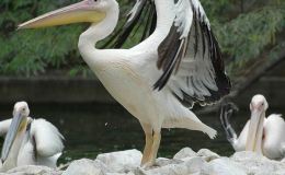 Bible Birds – Pelican&nbsp;Introduction