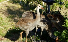 Sandhill Cranes and&nbsp;Rabbits