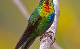 God’s Recipe for the Fiery-throated&nbsp;Hummingbird