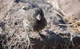 How To Set A Scientist Humming – Creation&nbsp;Moments