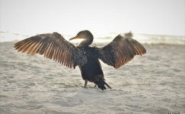 Bible Birds – Immature&nbsp;Cormorant