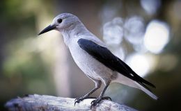 Birds With A Memory To Envy – Creation&nbsp;Moments