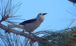 Clark’s Nutcracker’s Fantastic&nbsp;Memory