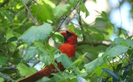 Cardinal Parents at Brevard&nbsp;Zoo