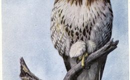 Some Homes in the Green Forest – Chapter&nbsp;18