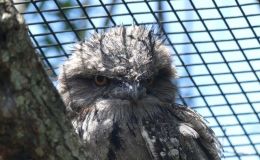 Garfield’s  Face & Bird’s&nbsp;Faces