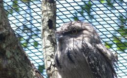 Tawny Frogmouths at the&nbsp;Zoo