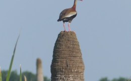 Black-bellied Whistling-Duck Trying To&nbsp;Decide