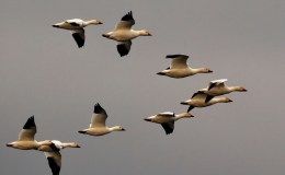 Migration Is Starting And The Birds Are Heading&nbsp;Out
