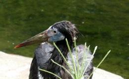 Where Am I Found? – Abdim’s&nbsp;Stork