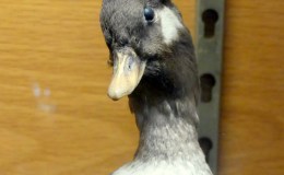 Waterman Bird Collection – Part&nbsp;I