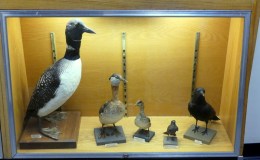 Waterman Bird Collection – Part&nbsp;II