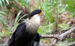 Where Am I Found? – Crested&nbsp;Caracara