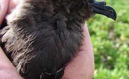 Waterman Bird Collection – Part II – Petrel &&nbsp;Crow