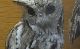 Waterman Bird Collection – Hawks and&nbsp;Owls