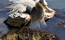 Snoopy Helps Woodstock With&nbsp;Feather