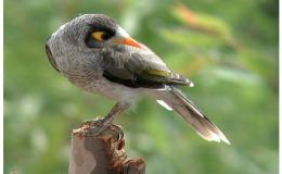 Thanksgiving – Noisy&nbsp;Miner