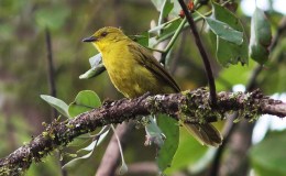 Thanksgiving – Joyful&nbsp;Greenbul