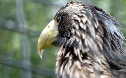 Comparison of the Bald, Golden, and Steller’s&nbsp;Sea-eagle