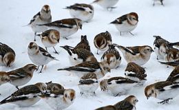 A Christmas Story: The Man And The&nbsp;Birds