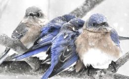 Protecting The Birds In Zoos From Extreme&nbsp;Cold