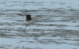 Cold Day For Birdwatching –&nbsp;Willets