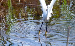 Snowy Egret Showing Off Yellow&nbsp;Feet
