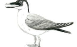 Creation Moment’s – The First&nbsp;Beak