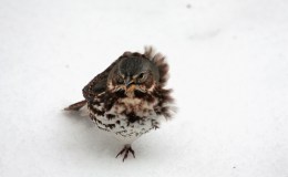 Woodstock’s Windy Day