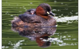 Safely Under The Wing Of A&nbsp;Grebe