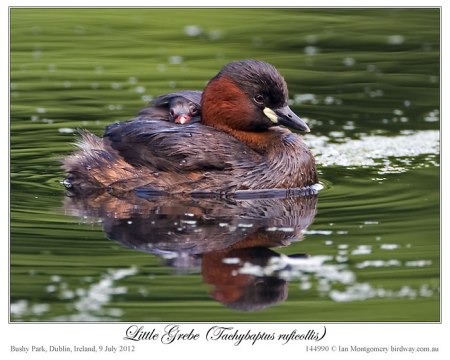 Little Grebe (Tachybaptus ruficollis) by Ian Montgomery